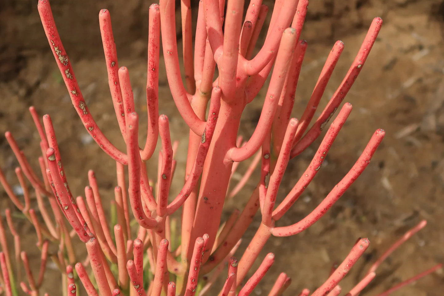 15 Firestick Pencil Cactus Cuttings (8-12") | Thornless Euphorbia Tirucalli Succulent | Easy to Grow