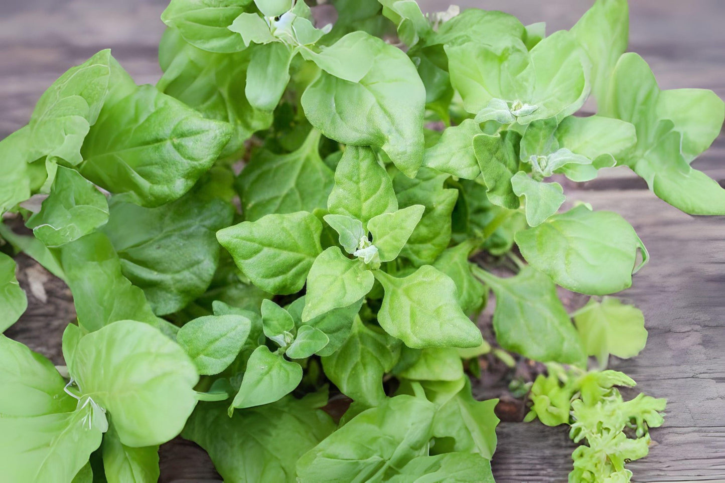 1g Seeds Spinach New Zealand | Heat Tolerant Leafy Green | Heirloom Vegetable for Home Garden
