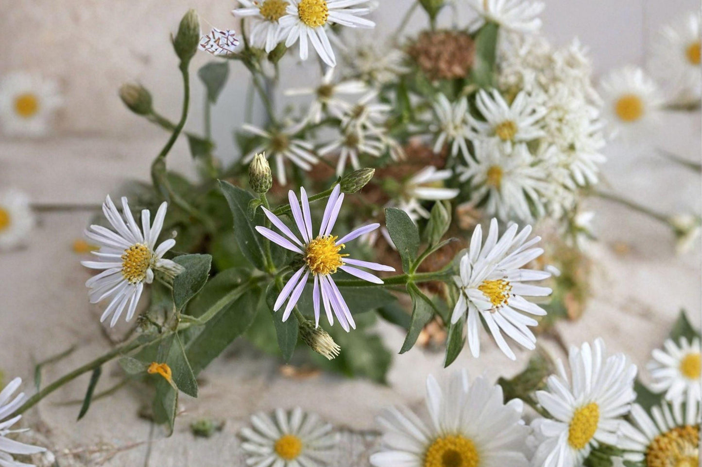 100 Big Leaved Aster Seeds – Eurybia macrophylla – Native Woodland Flower
