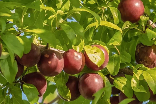 6 Burbank Plum Fruit Tree Scion Cuttings 6-10 Inches | Rooting, Grafting, High-Quality Plum