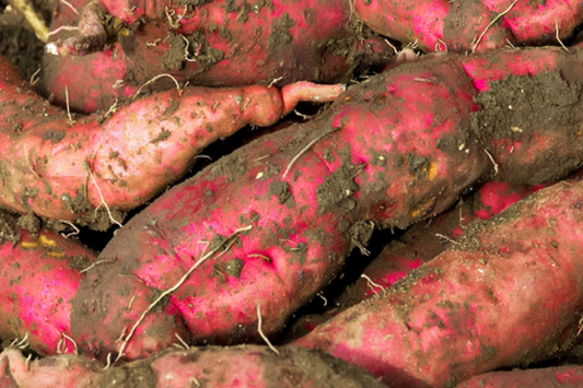 3 Rooted White Sweet Potato Plants With Pot | Live Cutting Vine Ready to Plant | Fresh Sweet Potato Plants