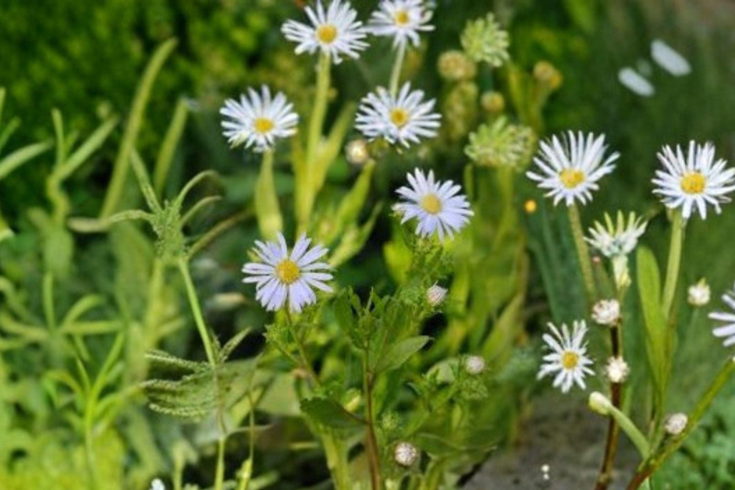 100 New York Aster Seeds – Symphyotrichum novi belgii – Native Wildflower