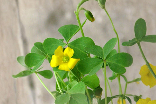 10 Yellow Wood Sorrel Seeds – Oxalis stricta – Lemon Clover Plant