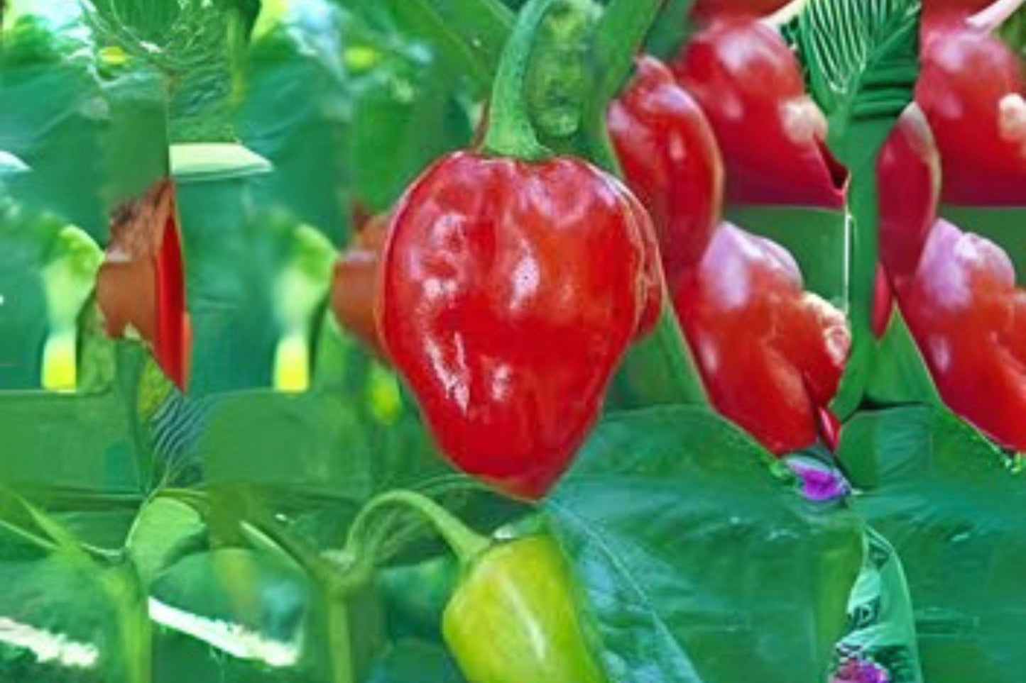 Caribbean Red Habanero Seeds: Extra Hot Heirloom Pepper (250mg)