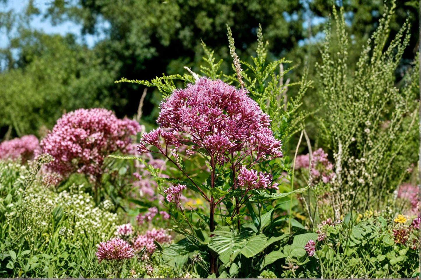 100 Purple Joe Pye Weed Seeds – Eutrochium purpureum – Native Pollinator Plant