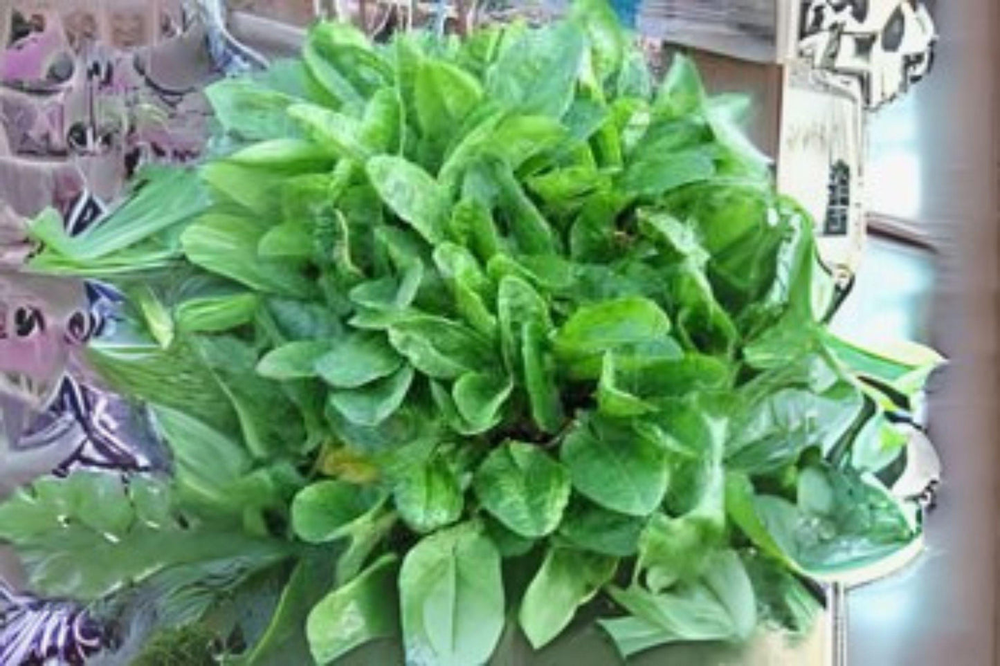 250 mg Seeds Large Leaf Sorrel Herb | Tangy Perennial Green | Heirloom Non-GMO Garden Seeds