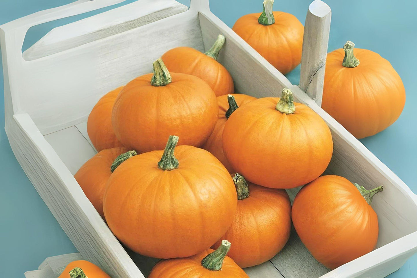 Small Sugar Pumpkin Seeds: Heirloom Baking Variety - 5 Seeds