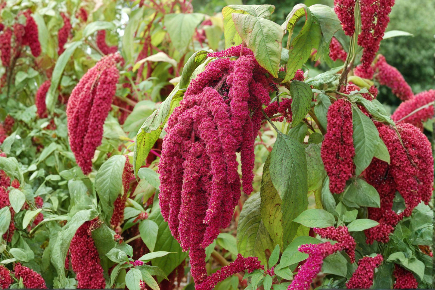 100 Love Lies Bleeding Seeds – Amaranthus caudatus – Dramatic Hanging Red Flower