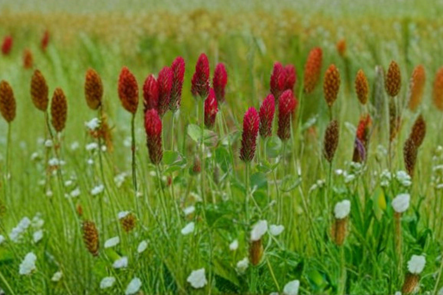100 Crimson Clover Seeds – Trifolium incarnatum – Cover Crop – Pollinator Plant – Nitrogen Fixer