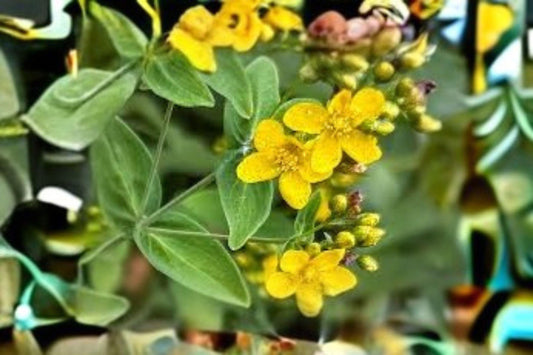 Dotted St. John’s Wort Seeds: Hypericum Punctatum, Native Wildflower