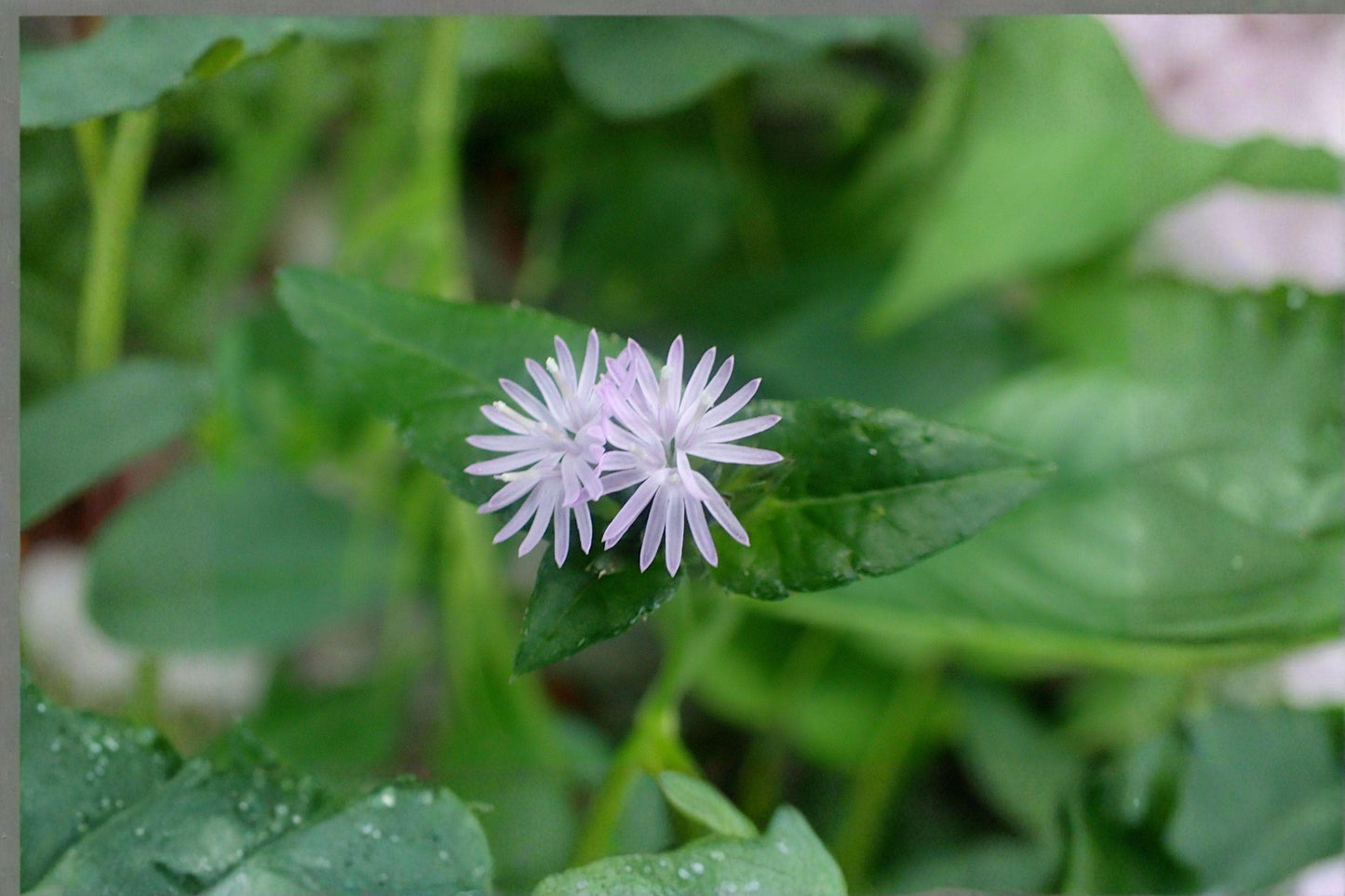 100 Seeds Elephantopus carolinianus – Carolina Elephant’s Foot, Native Wildflower for Pollinator & Woodland Gardens