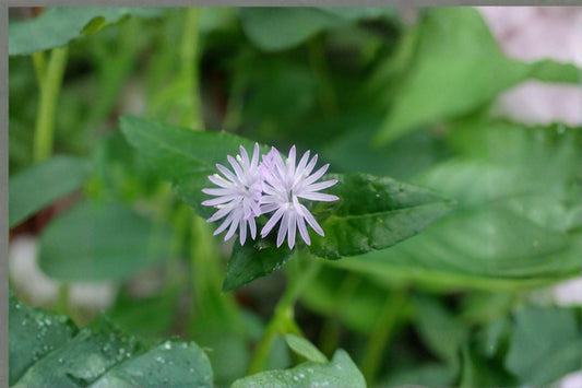100 Seeds Elephantopus carolinianus – Carolina Elephant’s Foot, Native Wildflower for Pollinator & Woodland Gardens