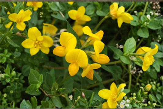 100 Birds Foot Trefoil Seeds – Lotus corniculatus – Forage Plant – Pollinator Flower – Groundcover