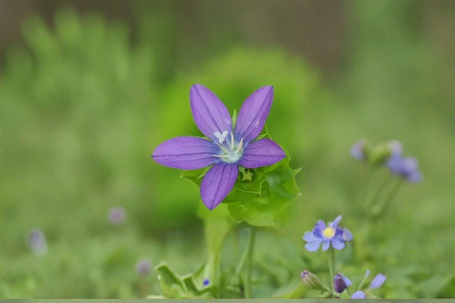 1000 Venus Looking Glass Seeds – Triodanis perfoliata – Native Annual Wildflower – Pollinator Plant