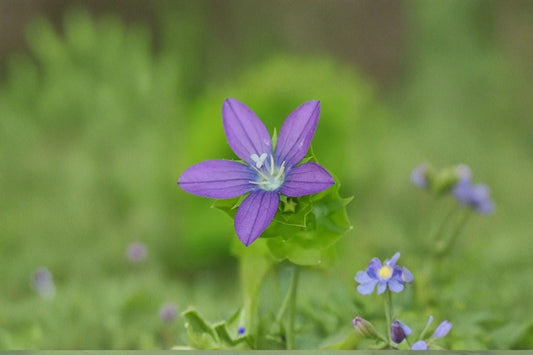 1000 Venus Looking Glass Seeds – Triodanis perfoliata – Native Annual Wildflower – Pollinator Plant