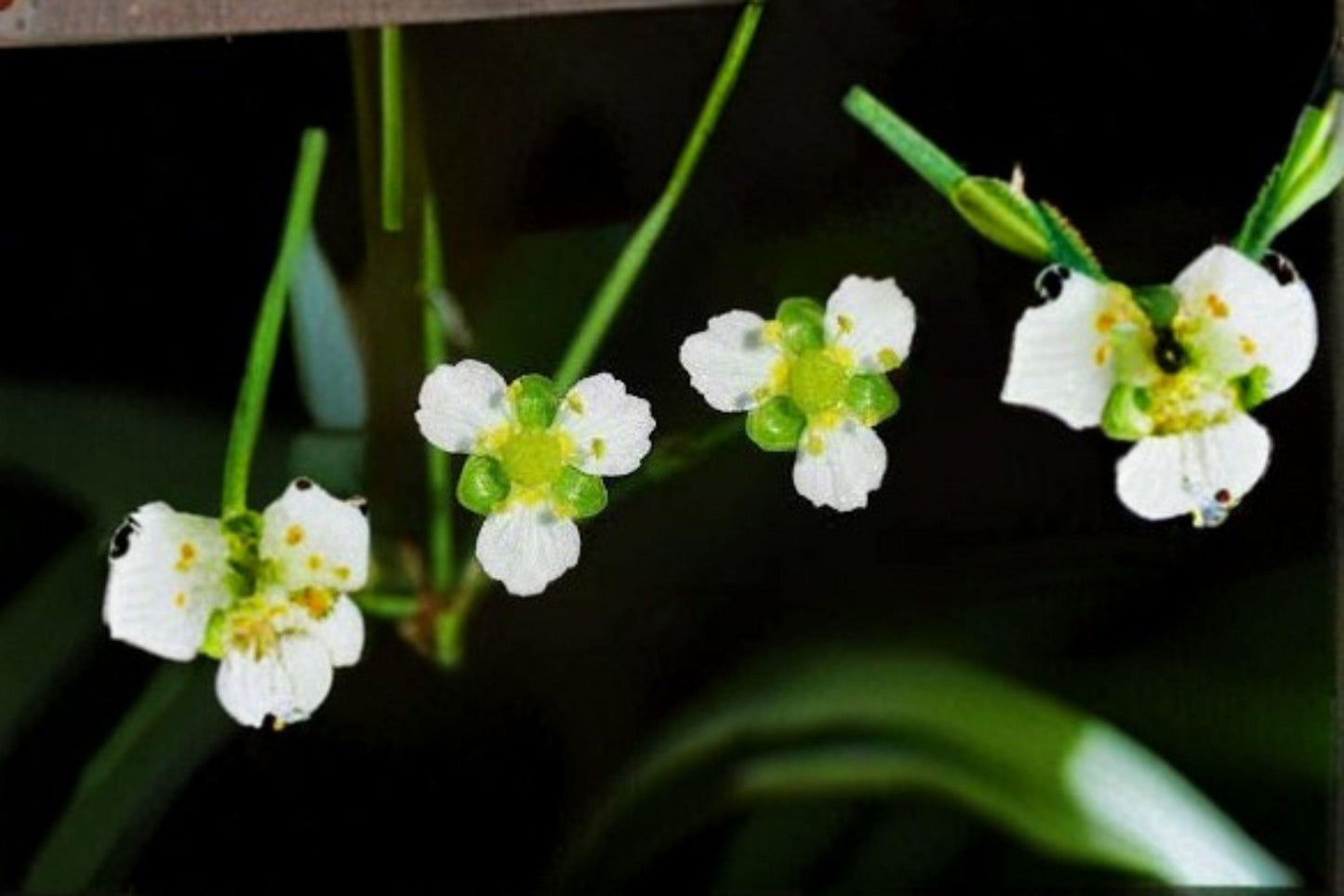 300 Water Plantain Seeds - Alisma triviale, Native Aquatic Pond Plant