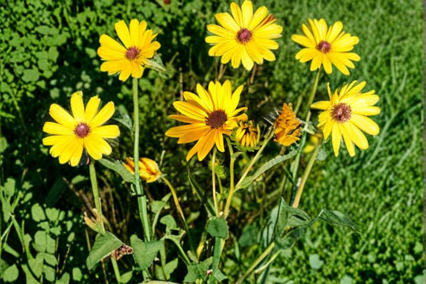 250mg (≈200 seeds) Helianthus angustifolius – Swamp Sunflower, Native Wildflower, Pollinator Plant, Late Bloomer