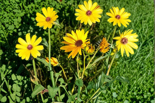 250mg (≈200 seeds) Helianthus angustifolius – Swamp Sunflower, Native Wildflower, Pollinator Plant, Late Bloomer