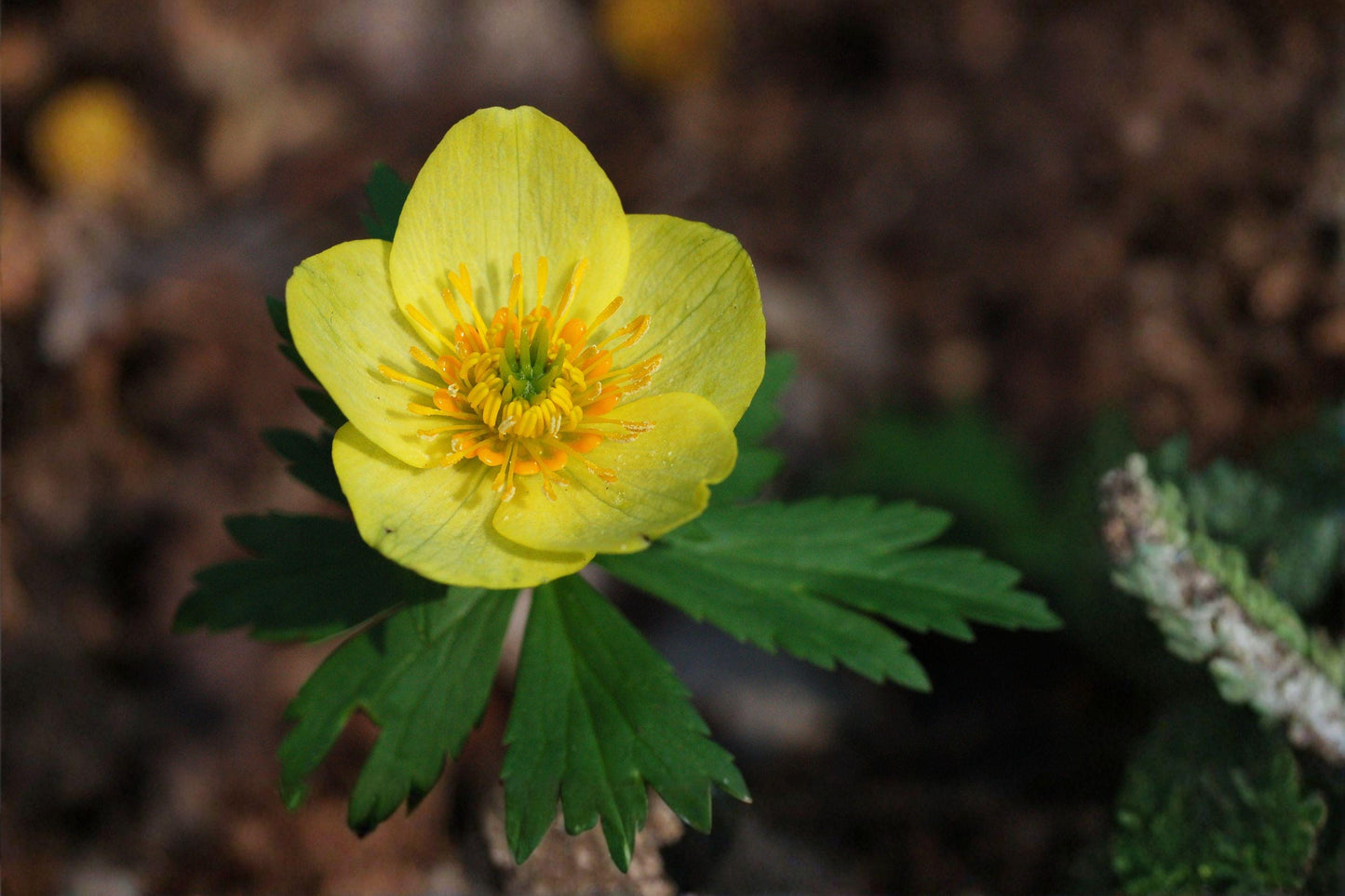 50 American Globeflower Seeds – Trollius laxus albiflorus – Rare Native Wildflower – Shade Garden Perennial