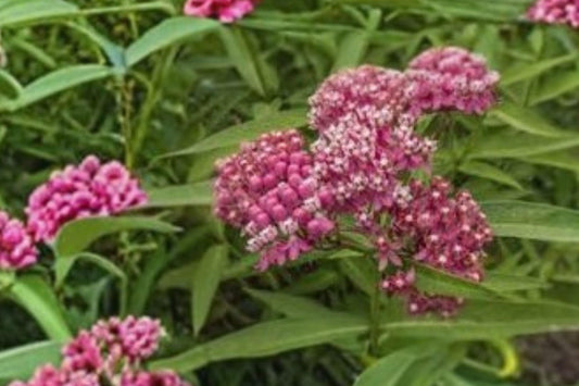 15 Rose Milkweed Seeds – Asclepias incarnata – Monarch Butterfly Host Plant