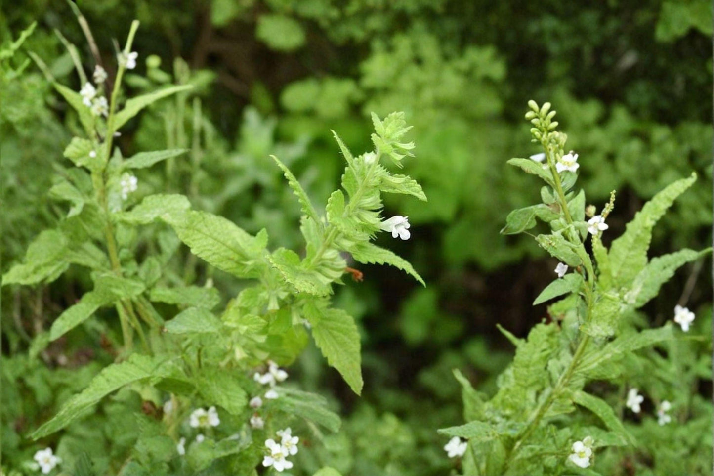 100 Lemon Balm Seeds – Melissa officinalis – Medicinal Herb – Bee Friendly Garden Plant