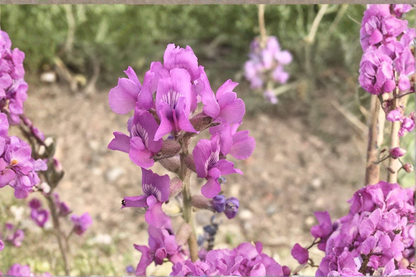 25 Showy Locoweed Seeds – Oxytropis lambertii – Native Wildflower – Drought Tolerant – Purple Prairie Flower