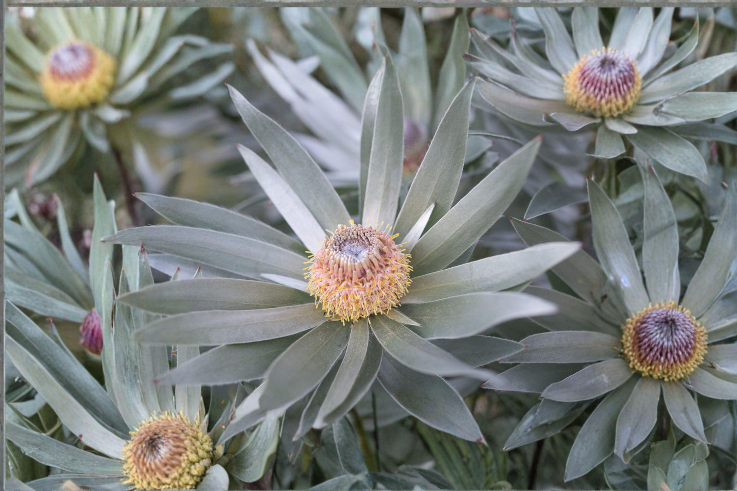 5 Silver Tree Seeds – Leucadendron argenteum – Rare South African Plant – Exotic Evergreen – Collector Seeds