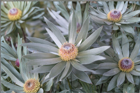 5 Silver Tree Seeds – Leucadendron argenteum – Rare South African Plant – Exotic Evergreen – Collector Seeds