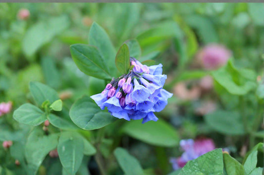 10 Virginia Bluebells Seeds – Mertensia virginica – Native Woodland Flower