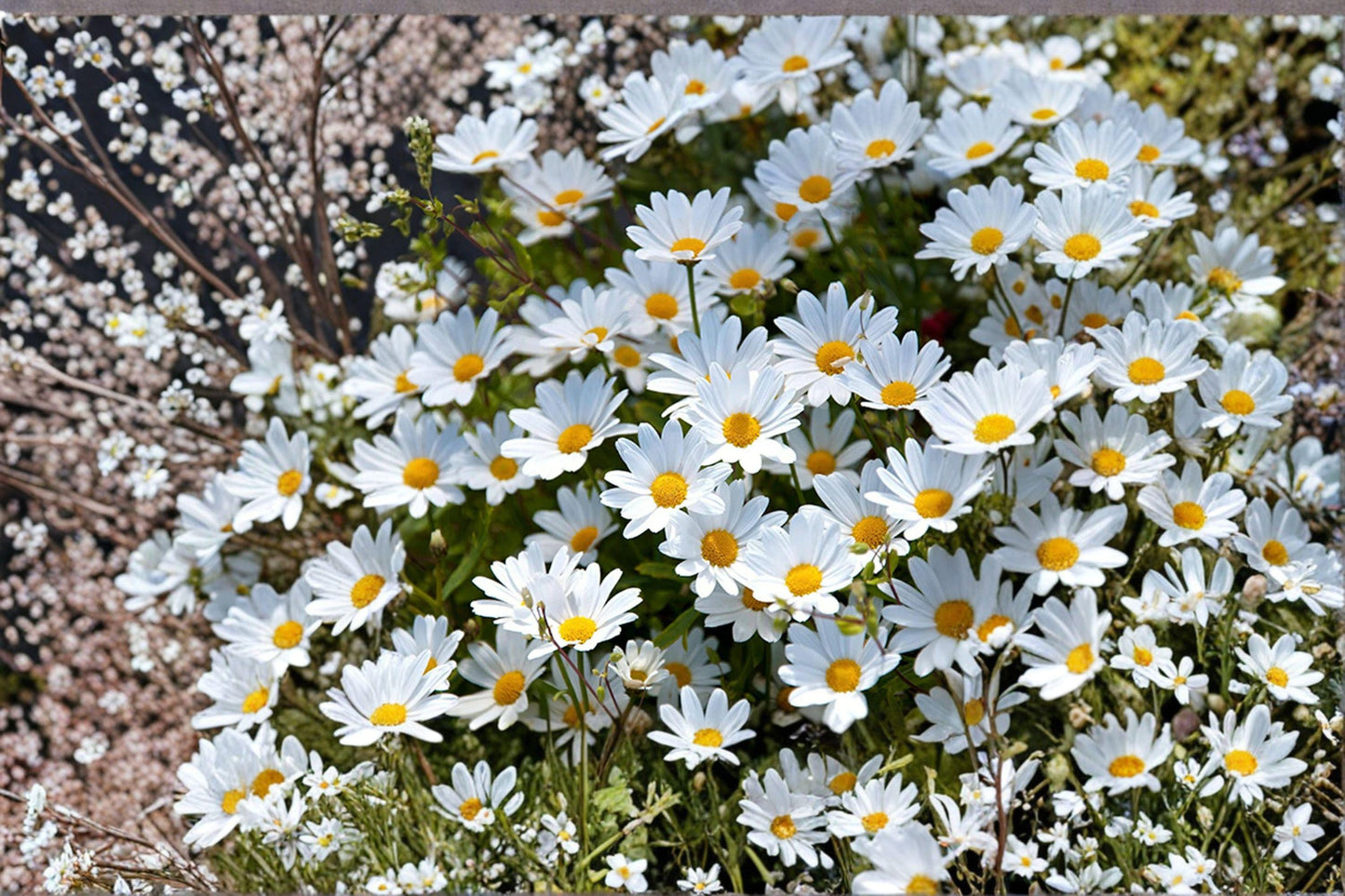 100 Creeping Daisy Seeds – Chrysanthemum paludosum – Low Growing White Flower – Annual Daisy