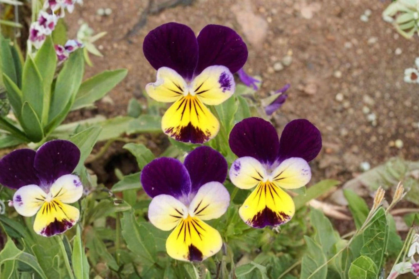 100 Helen Mount Johnny Jump Up Seeds – Viola tricolor – Heirloom Pansy – Edible Flower