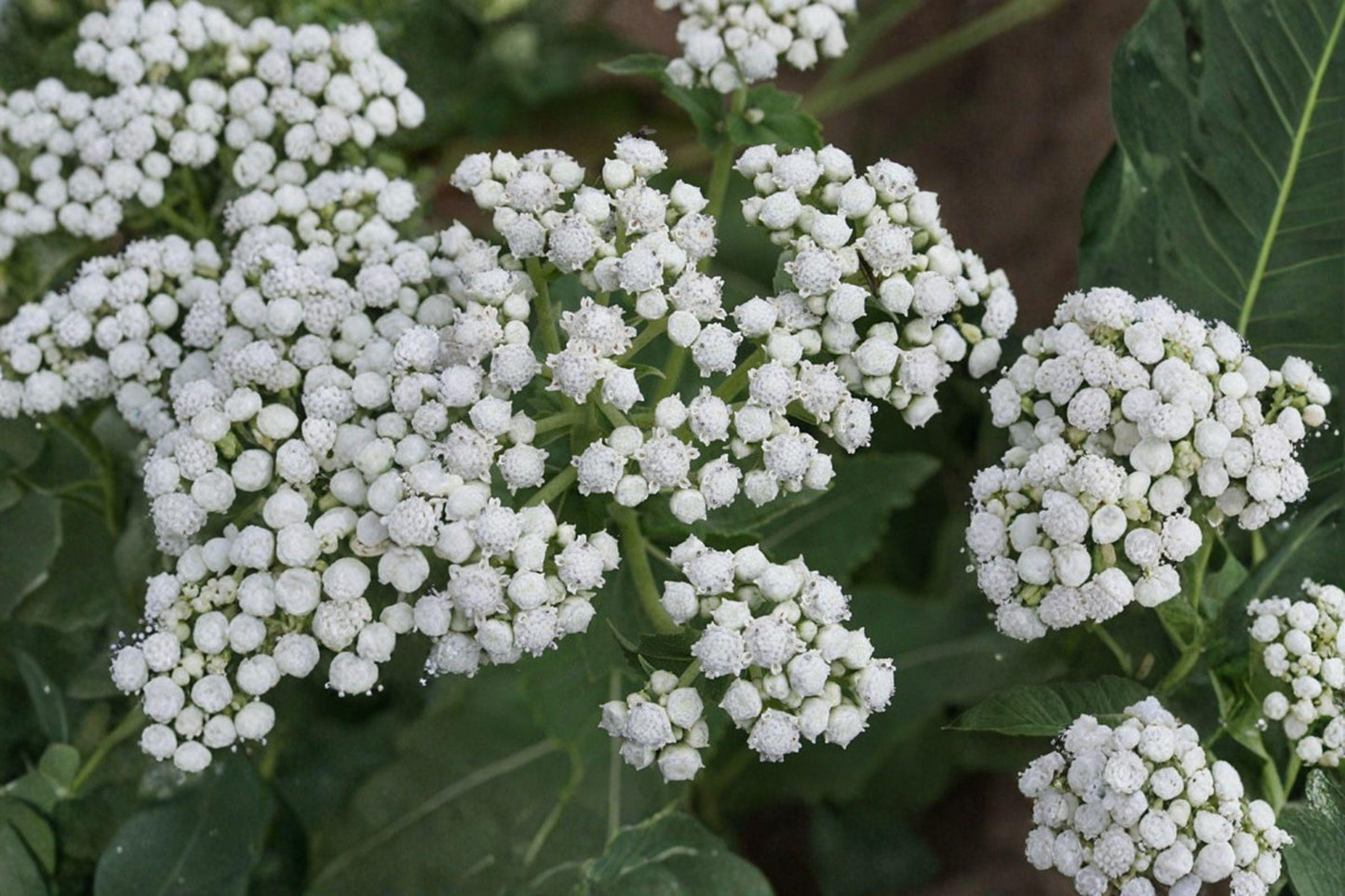 25 Wild Quinine Seeds – Parthenium integrifolium – Native Wildflower – Pollinator Plant – Prairie Perennial