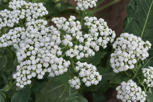25 Wild Quinine Seeds – Parthenium integrifolium – Native Wildflower – Pollinator Plant – Prairie Perennial