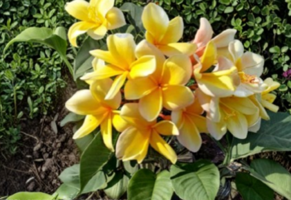 Bali Yellow Plumeria Cutting 9 to 12 Inch Frangipani Branch for Propagation Tropical Flowering Plant