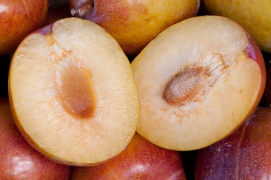 5 Grenade Pluot Scions for Grafting | Plum x Apricot Hybrid | Sweet Golden Fruit | Heavy Producer | 2-5" with 3-5 Buds