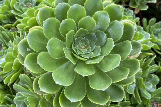 Aeonium Green Rose Cutting | 3" Head | Fresh Unrooted Succulent | Easy to Grow | Perfect for Propagation