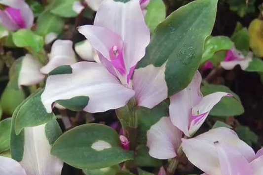 3 Variegated Tradescantia Blushing Bride Cuttings | Gorgeous Wandering Jew | Easy to Grow | Colorful Foliage