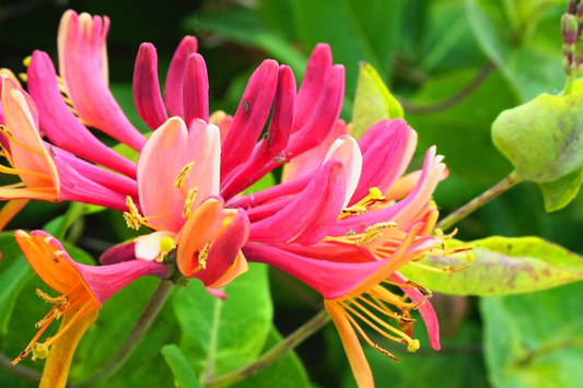 6 Honeysuckle Plant Cuttings | Fragrant Vine | No Roots | 6"-8" Long | Fast Growing | Easy to Propagate