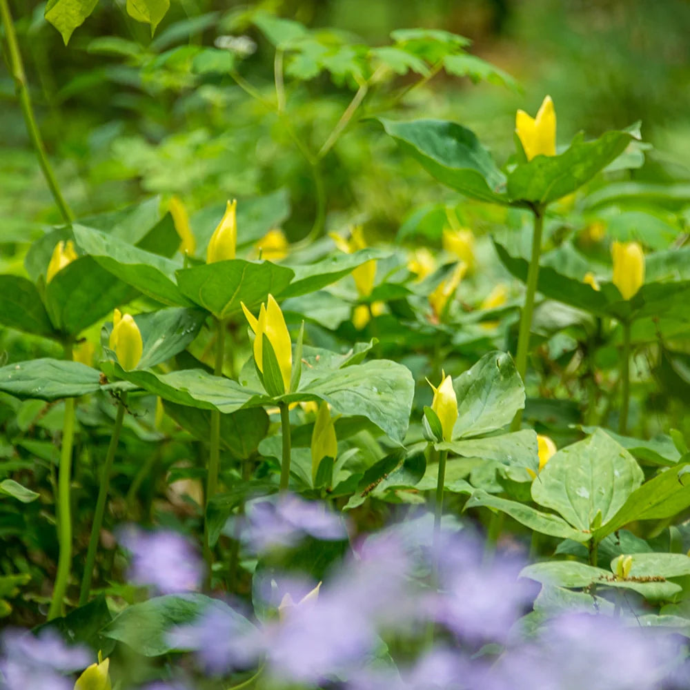 5 Yellow Trillium Bulbs (Trillium luteum) | Lemon Trillium | Woodland Wildflower | Shade Garden Perennial Native Plant