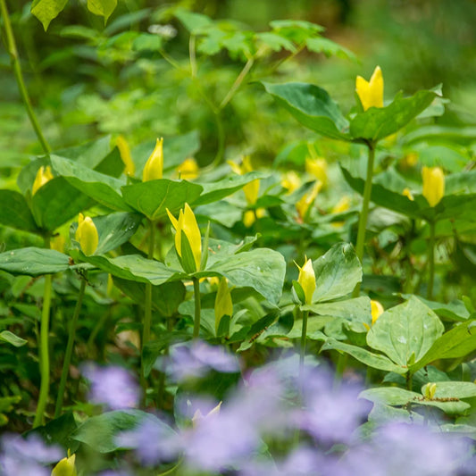 5 Yellow Trillium Bulbs (Trillium luteum) | Lemon Trillium | Woodland Wildflower | Shade Garden Perennial Native Plant