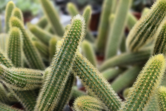Gold Rat Tail Cactus | 3 Live Cuttings | Rare Cleistocactus Succulent | Drought-Tolerant | Easy to Grow