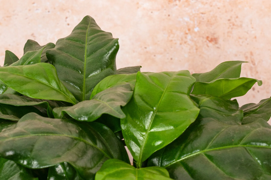 Arabica Coffee Plant | Live Rooted Starter | Grow & Brew Your Own Coffee | Indoor and Outdoor | Great Gift for Coffee Lovers