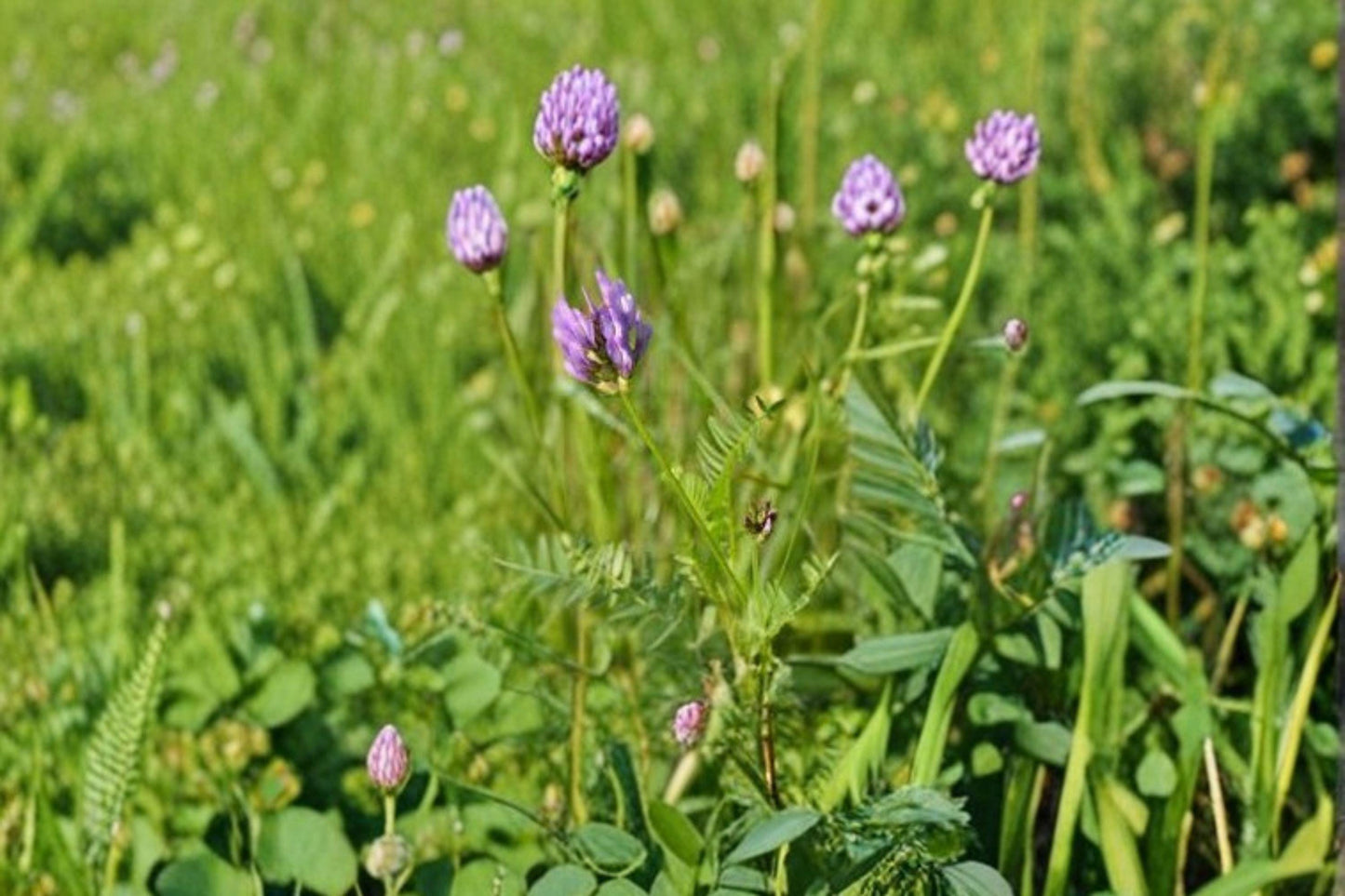 15 Seeds Astragalus convallarius — Whisk Broom Milkvetch, Drought-Tolerant Native Perennial