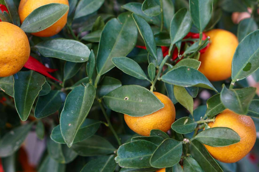 California Navel Orange Cuttings | 5 Pieces | Grow Your Own Fruit Tree | Healthy, Fresh Cuttings | Perfect for Backyard Garden