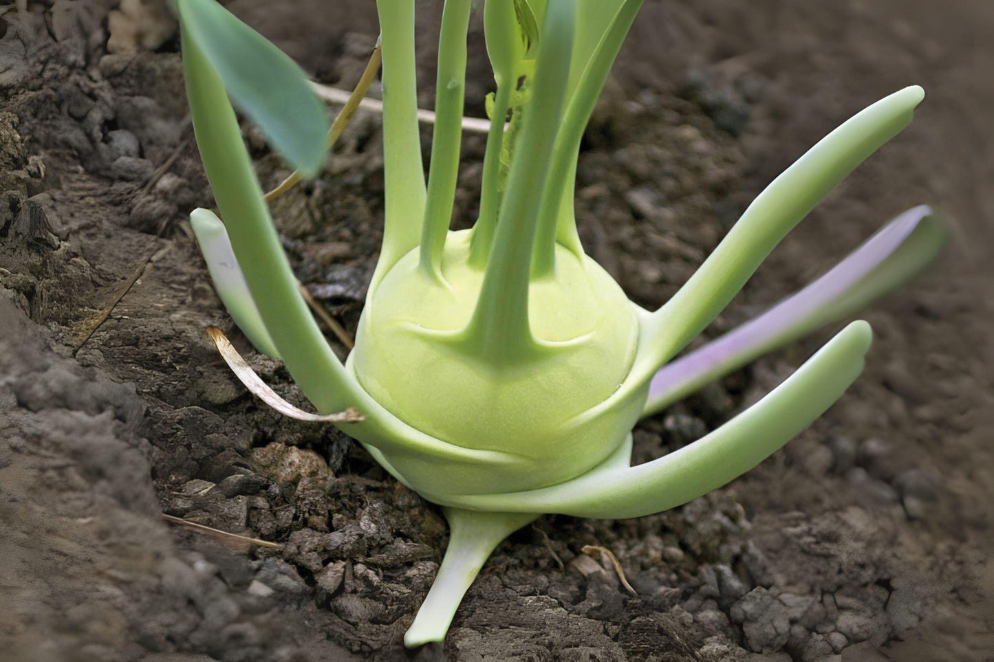 150 White Vienna Kohlrabi Seeds – Heirloom Vegetable