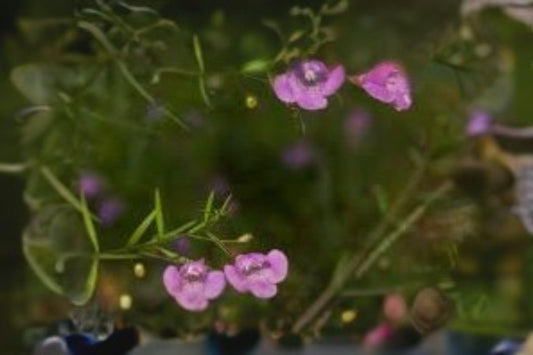 250 Seeds Agalinis tenuifolia – Slender False Foxglove, Pink Native Wildflower for Meadows & Pollinator Gardens