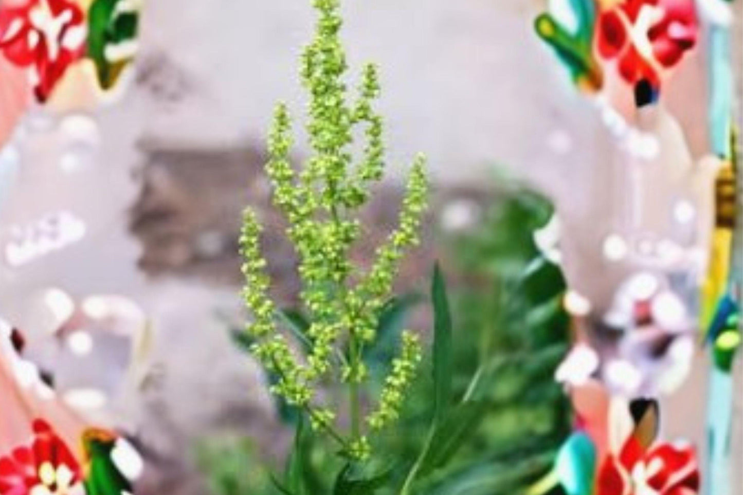 100 Seeds Rumex altissimus — Pale Dock, Moist-Soil Native Plant for Wet Meadows & Stream Banks