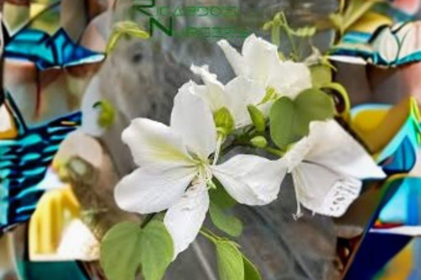 Bauhinia Alba Seeds: 10 White Orchid Tree Seeds, Tropical Garden Plant