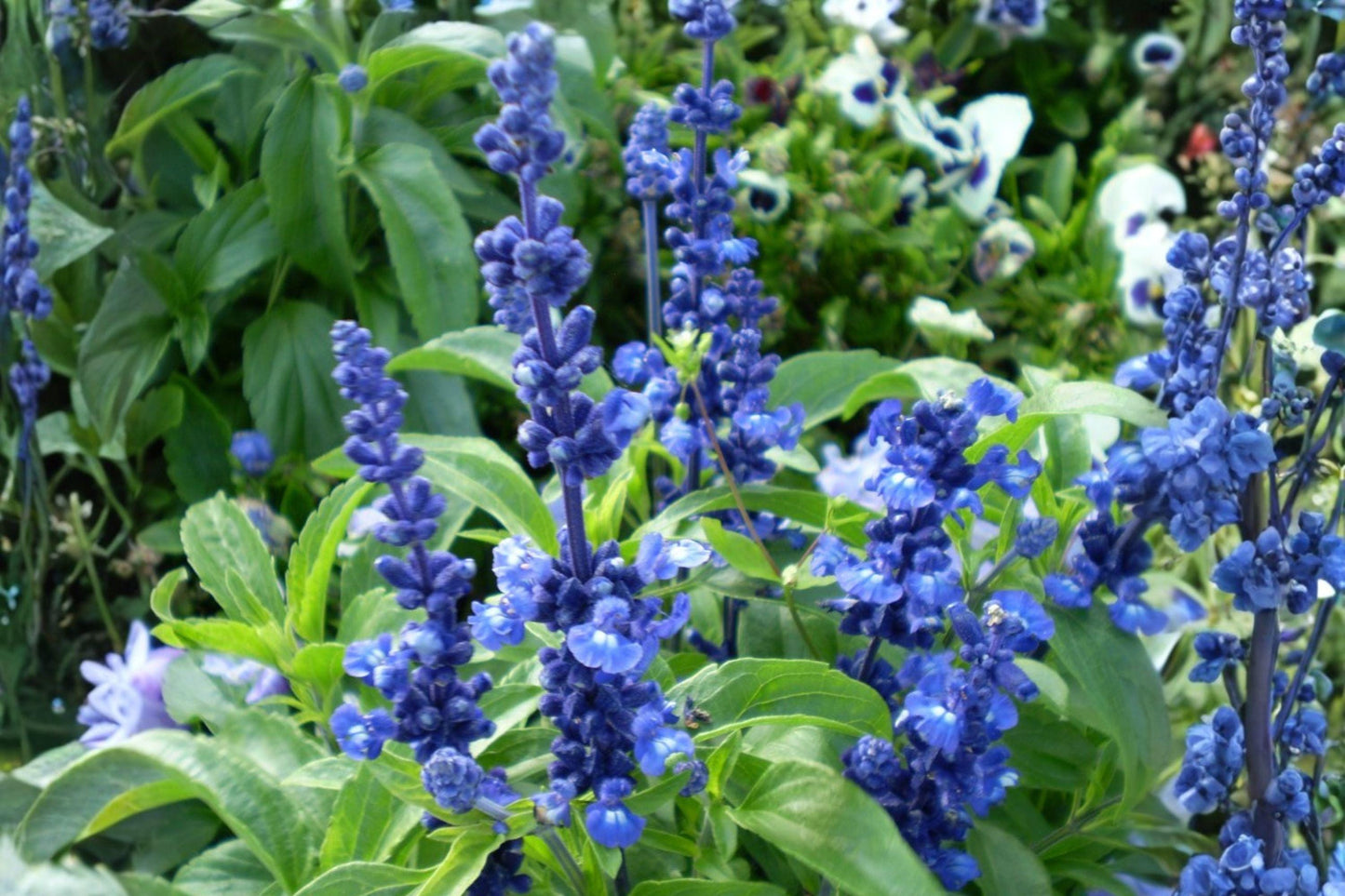 Blue Sage 100 Seeds - Salvia Farinacea, Pollinator Plant