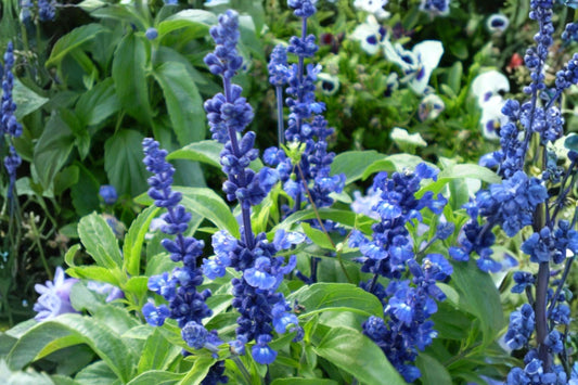 Blue Sage 100 Seeds - Salvia Farinacea, Pollinator Plant